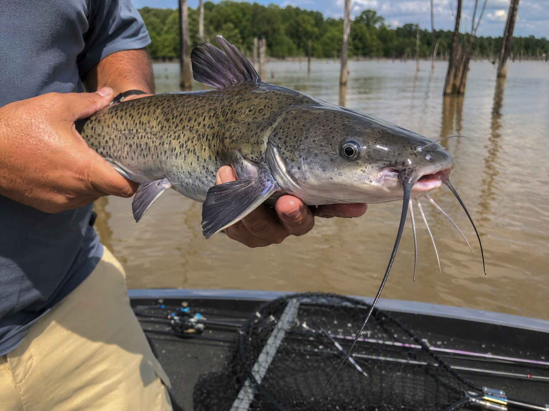 Channel Catfish fishing on Lake Fork, Texas