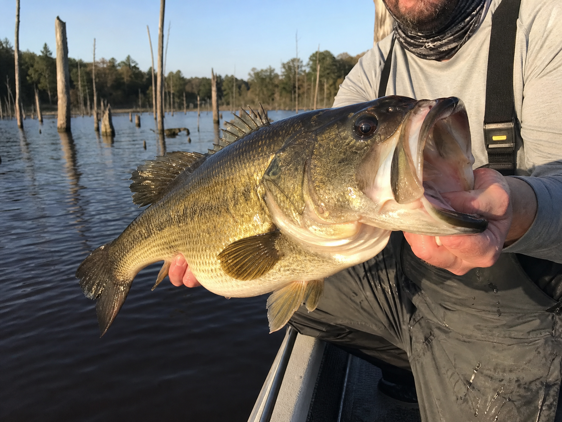 Largemouth Bass fishing on Lake Fork, Texas
